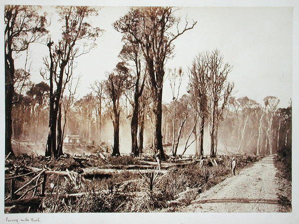 Seventy-Mile Bush by New Zealander Photographer