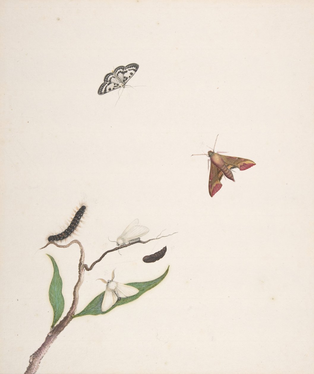 A Caterpillar and Two Moths on a Branch and Two Butterflies by Nicolaas Struyk