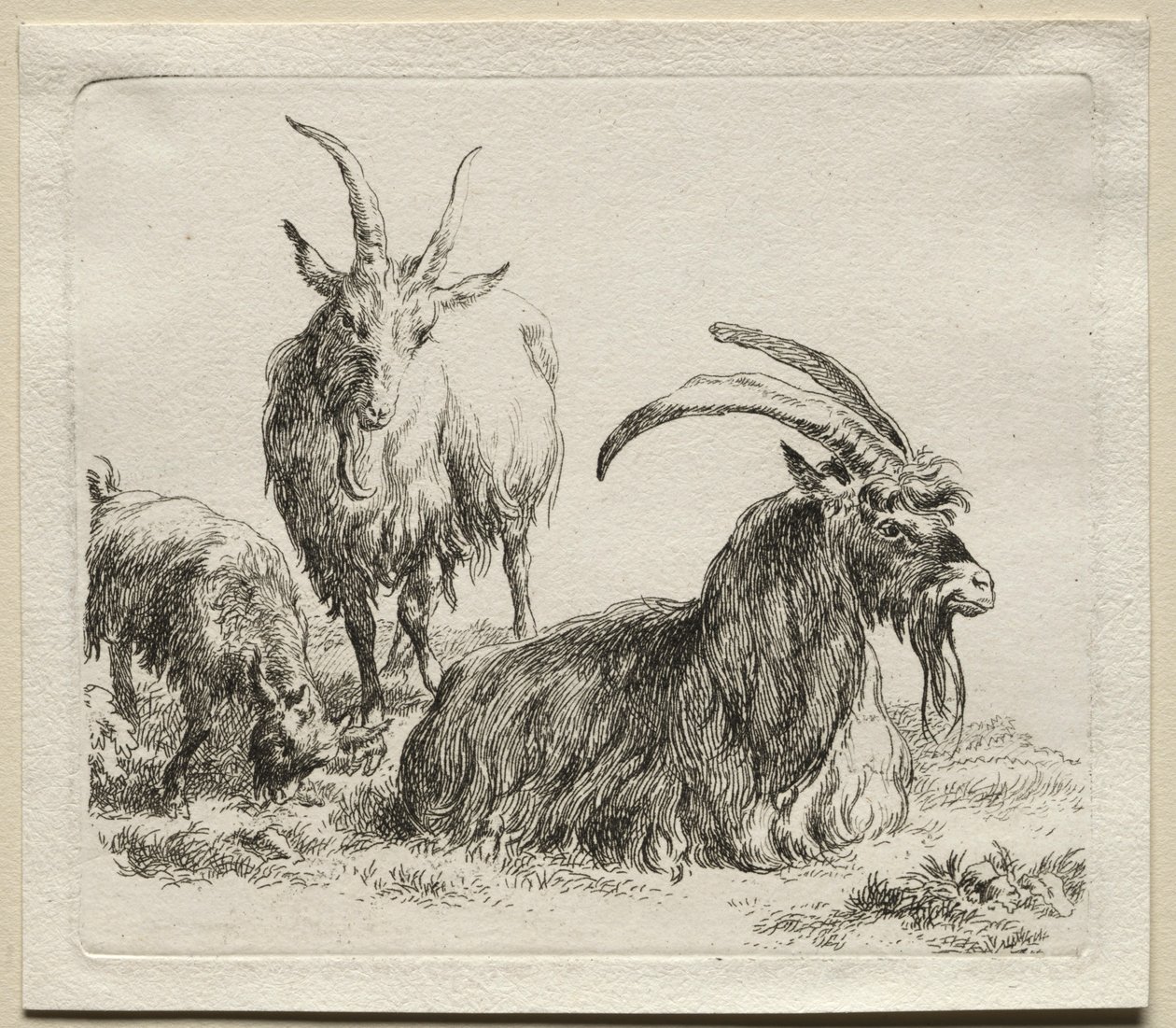 Three Goats by Nicolaes Pietersz. Berchem