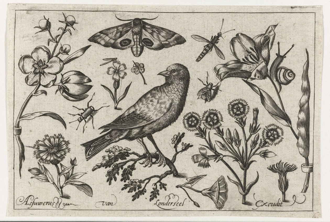 Flowers, Insects, Peacock Butterfly, and a Crow by Nicolaes de Bruyn (possibly)
