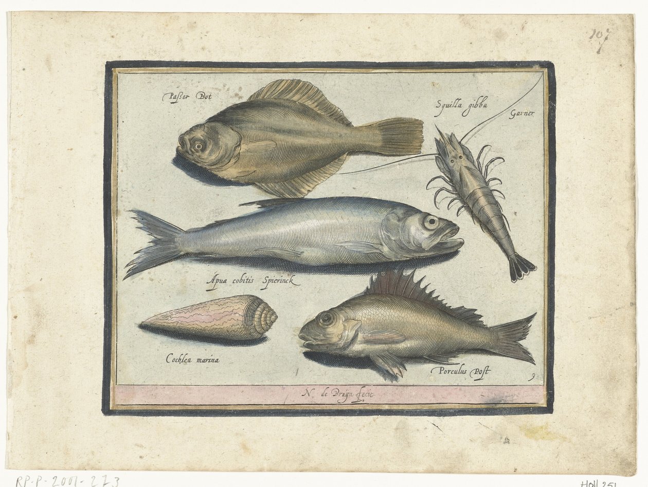 Cod, Shrimp, Smelt, and Perch (Libelivs varia Genera piscium complectens) (Freshwater Fish, Sea Fish, Frogs, Crustaceans, and Sea Creatures) by Nicolaes de Bruyn