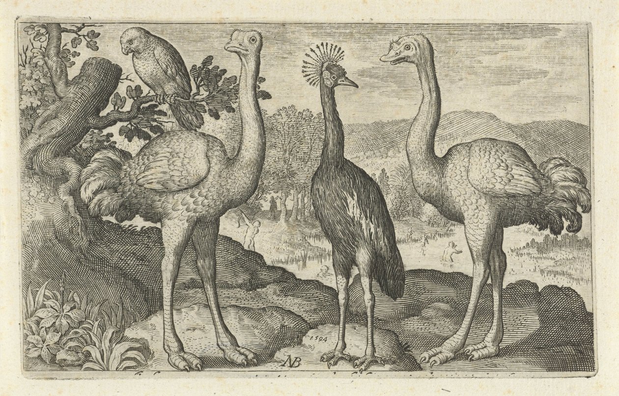 Crowned Crane Between Two Ostriches by Nicolaes de Bruyn