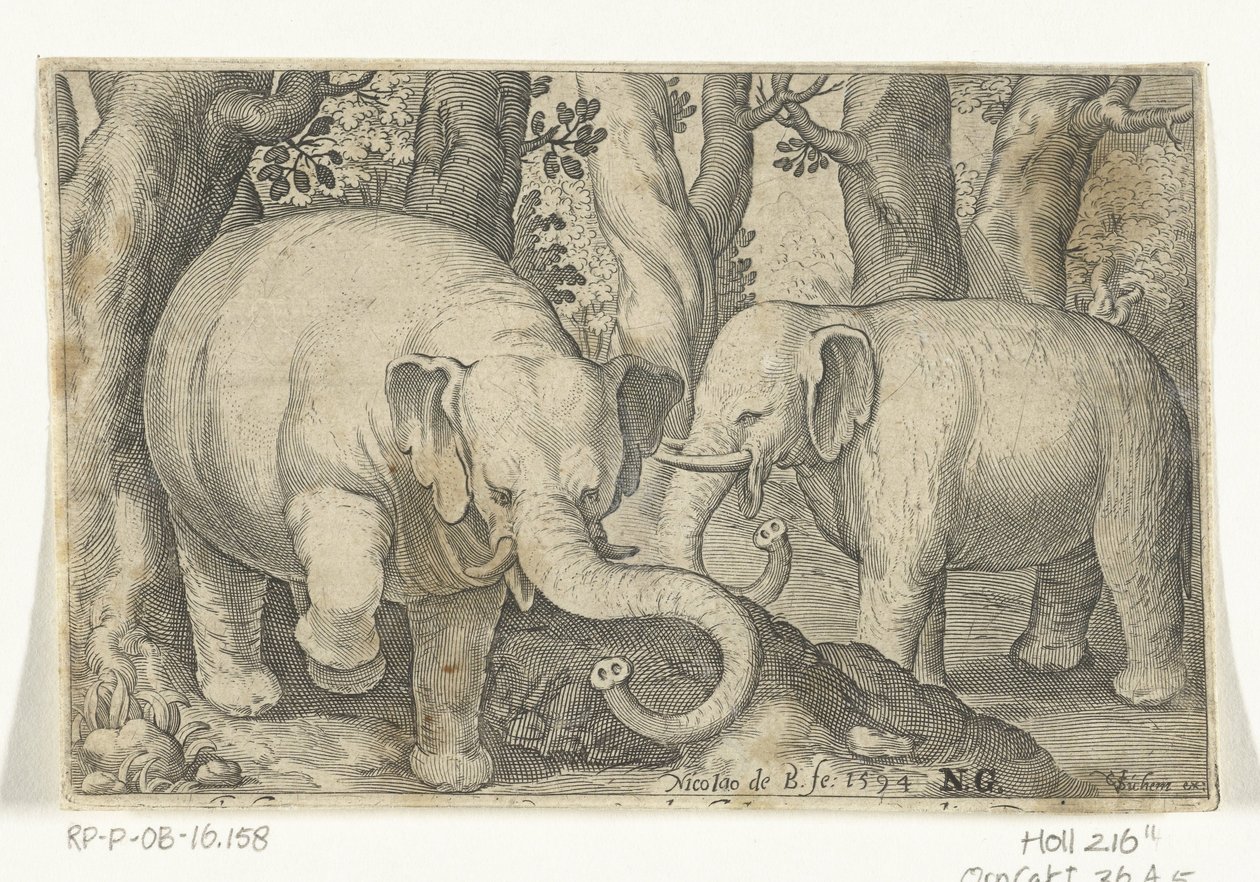 Two Elephants by Nicolaes de Bruyn