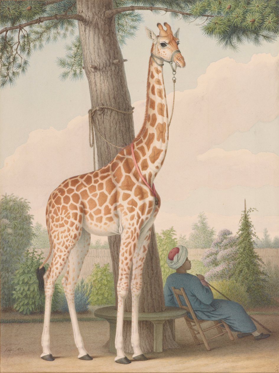 Study of the Giraffe Given to Charles X by the Viceroy of Egypt by Nicolas Hüet the Younger