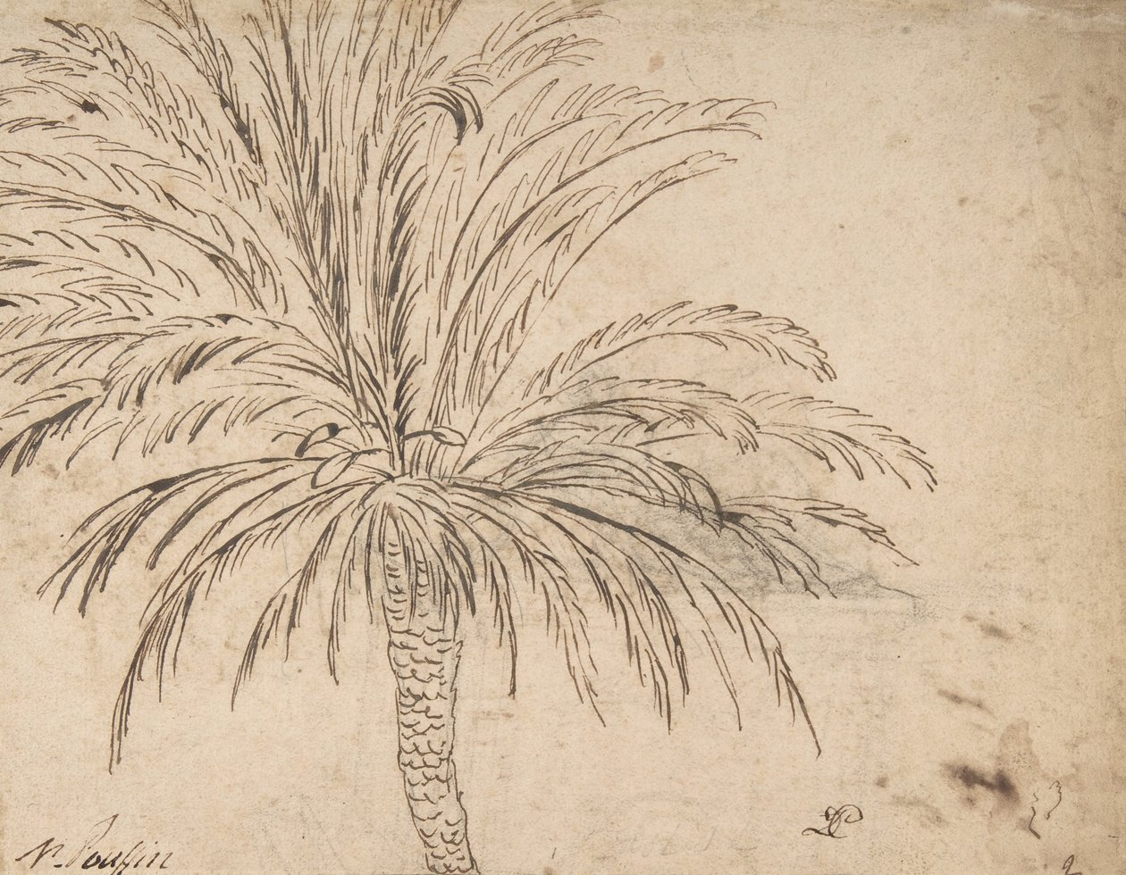 Study of a Palm Tree, c.1635-40 by Nicolas Poussin