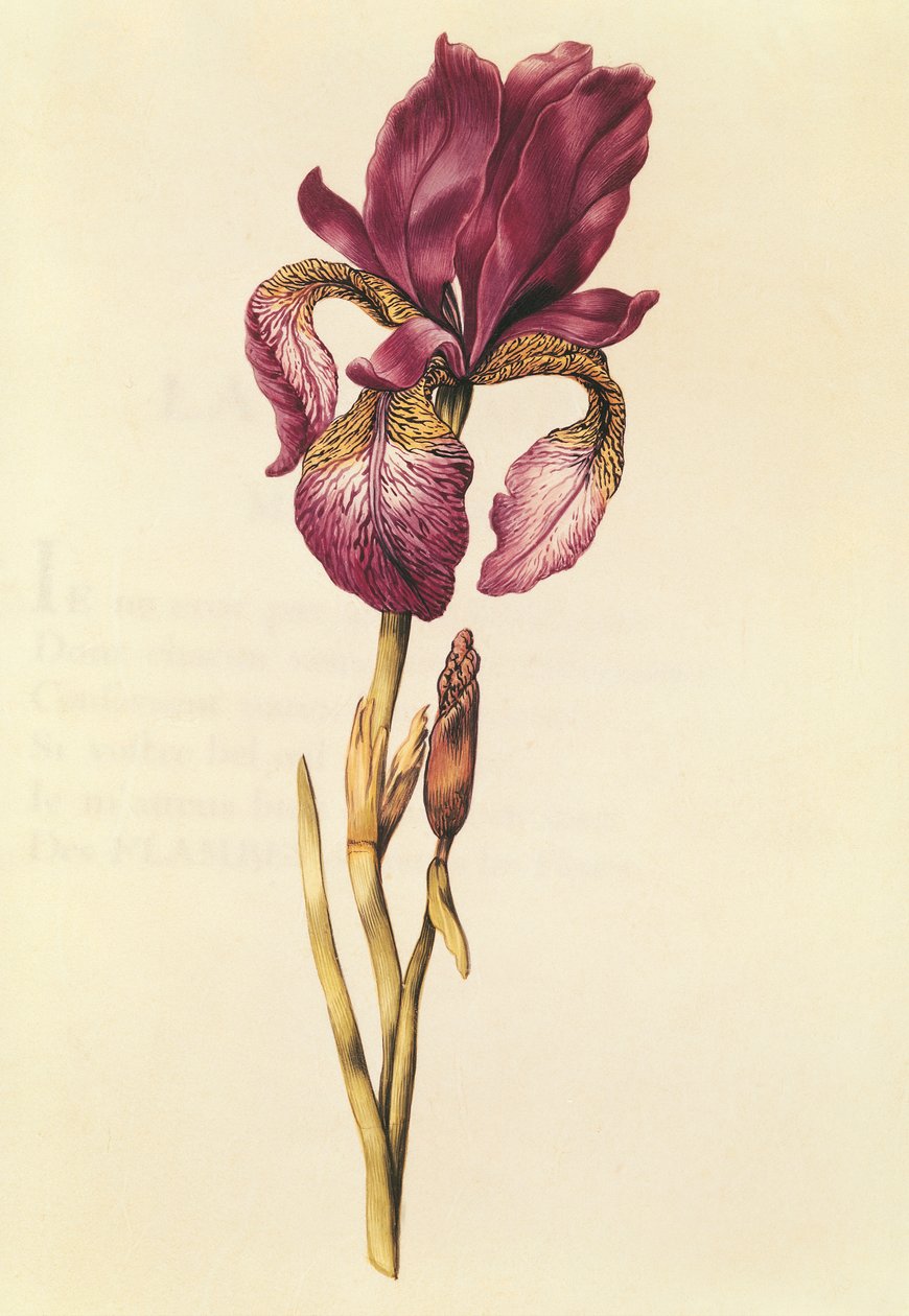 Iris, from 