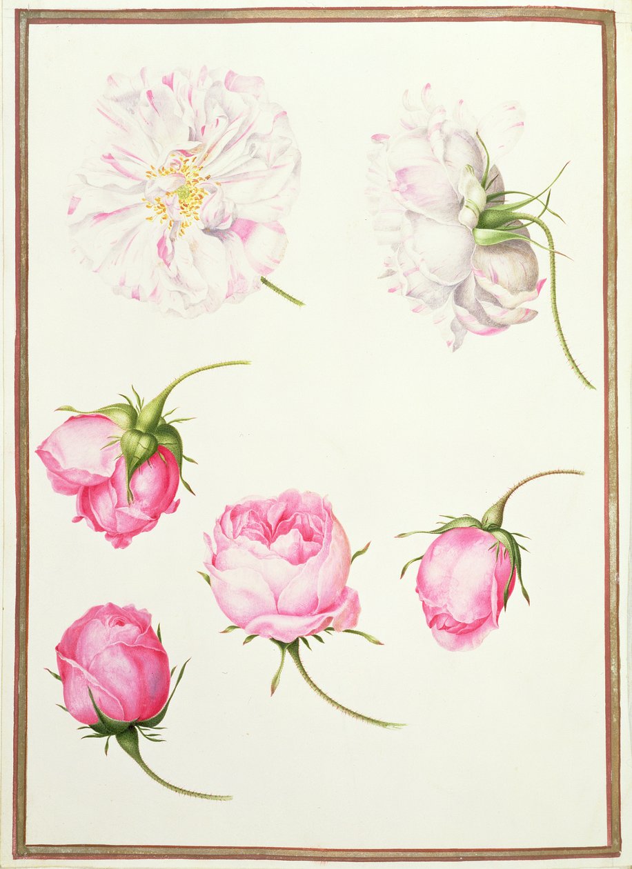 Six Heads of Old Fashioned Roses by Nicolas Robert