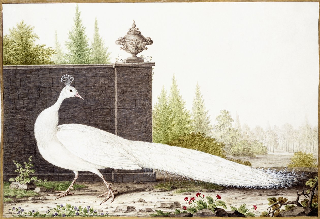 White Peacock by Nicolas Robert