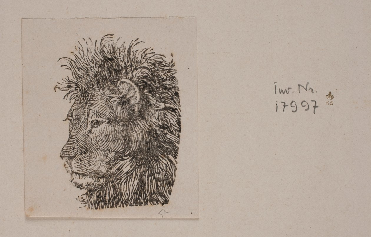 A Lion