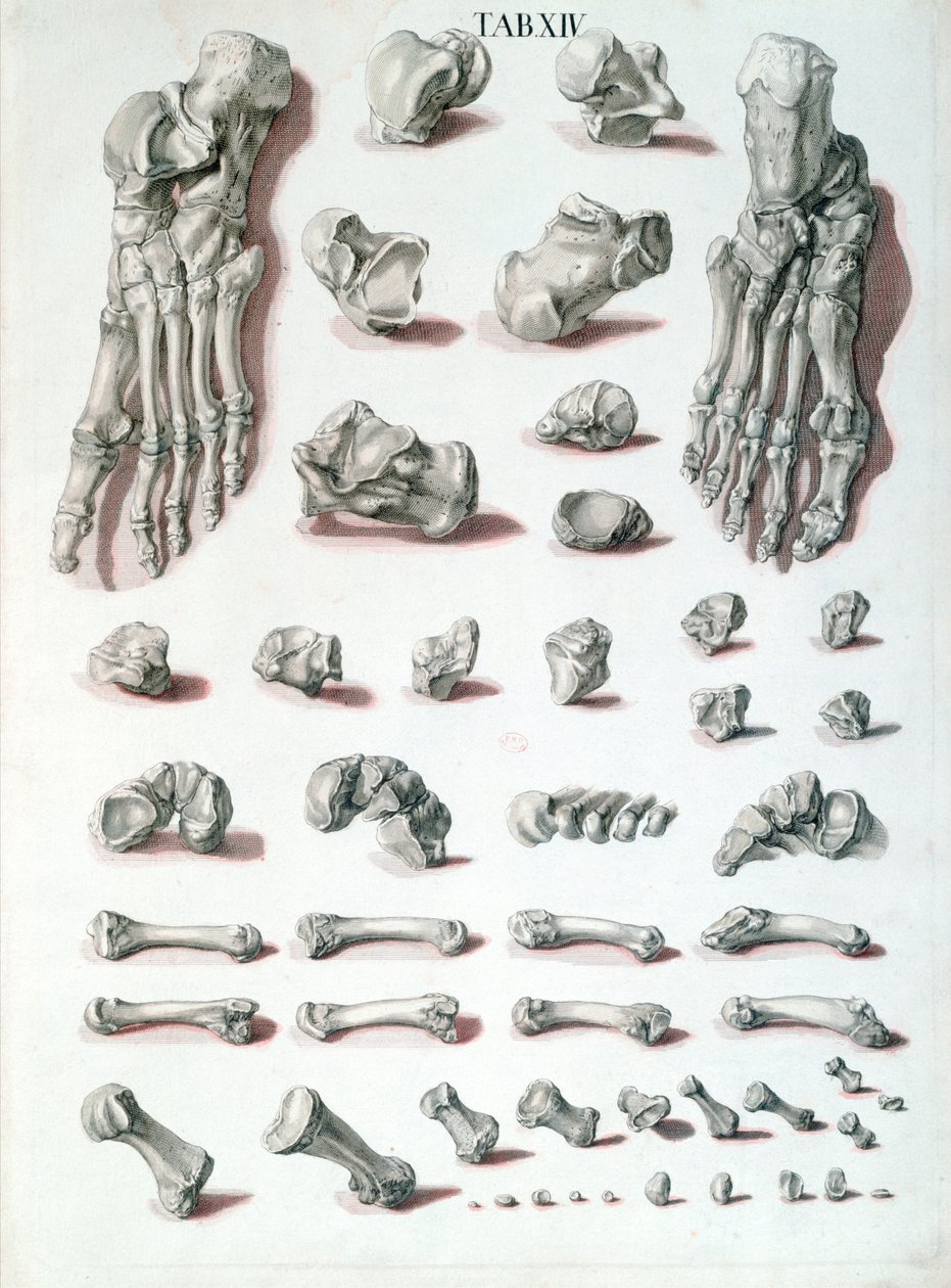 Bones of the foot, from Tabulae Osteologicae by Christoph Jacob Trew engraved by G. Lichtensteger by Nikolaus Friedrich after Eisenberger