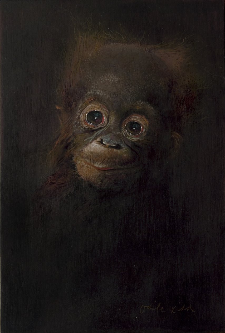 Baby orang-utan 1 by Odile Kidd