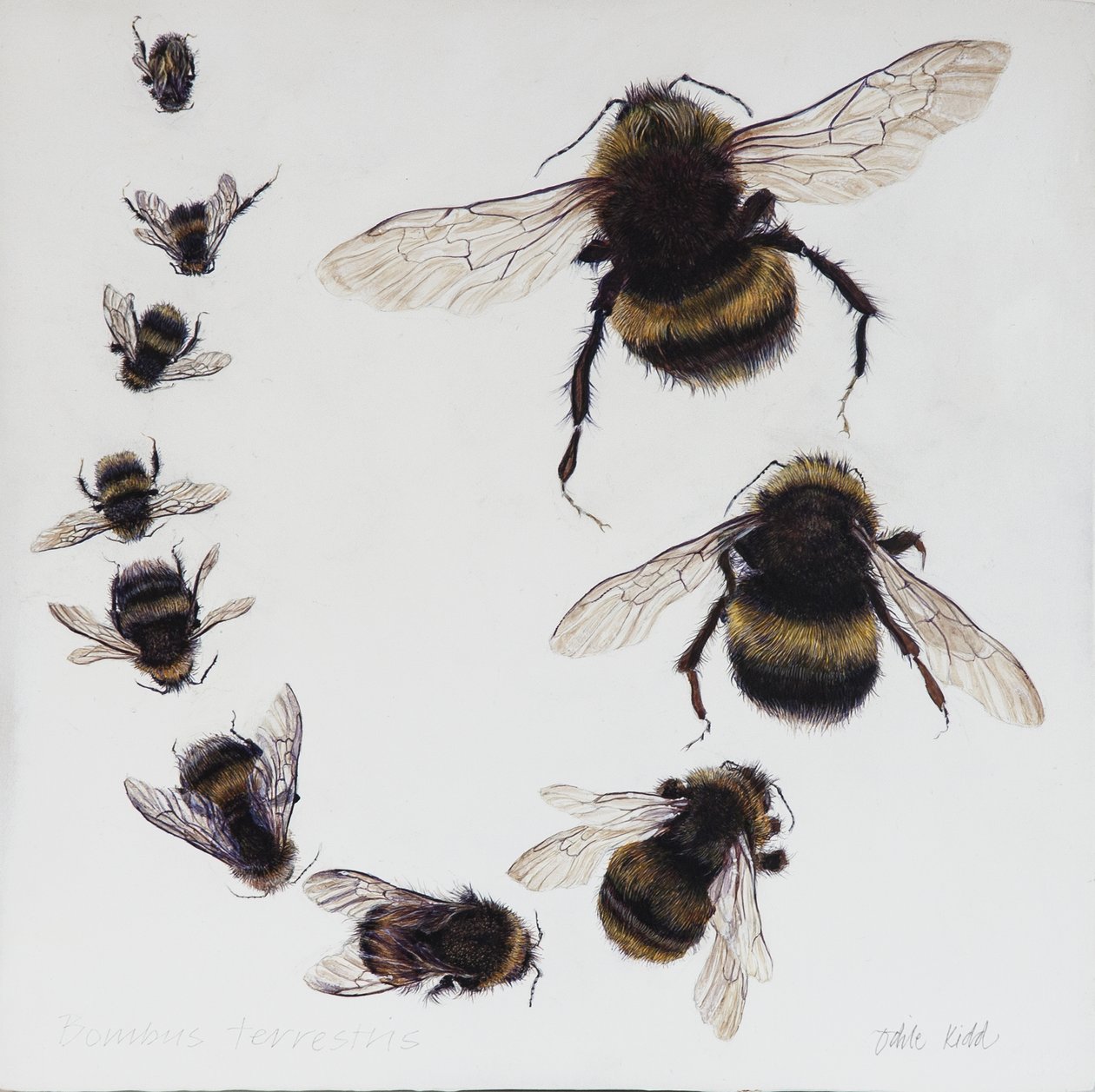 Bombus by Odile Kidd