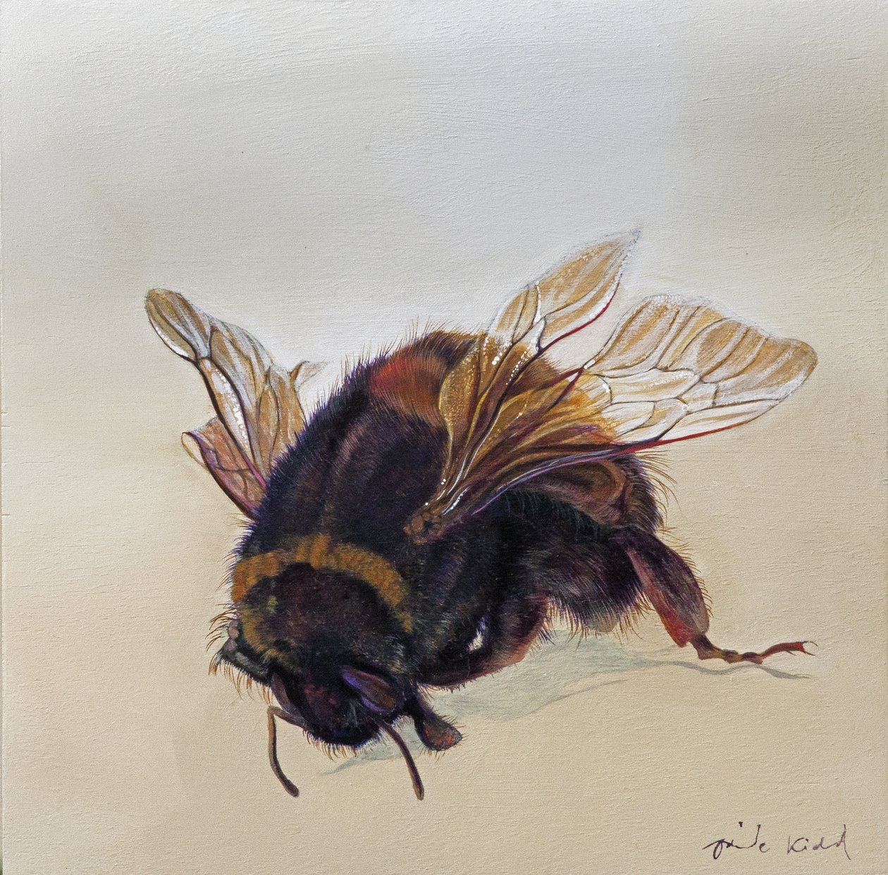 Bombus Terrestris 10, 2013 by Odile Kidd