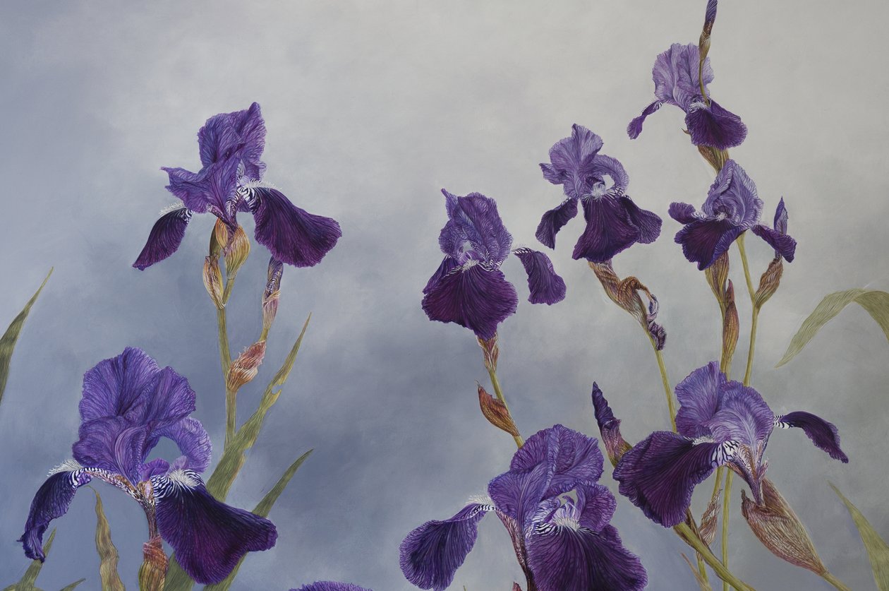 Iris hybrida (detail) by Odile Kidd