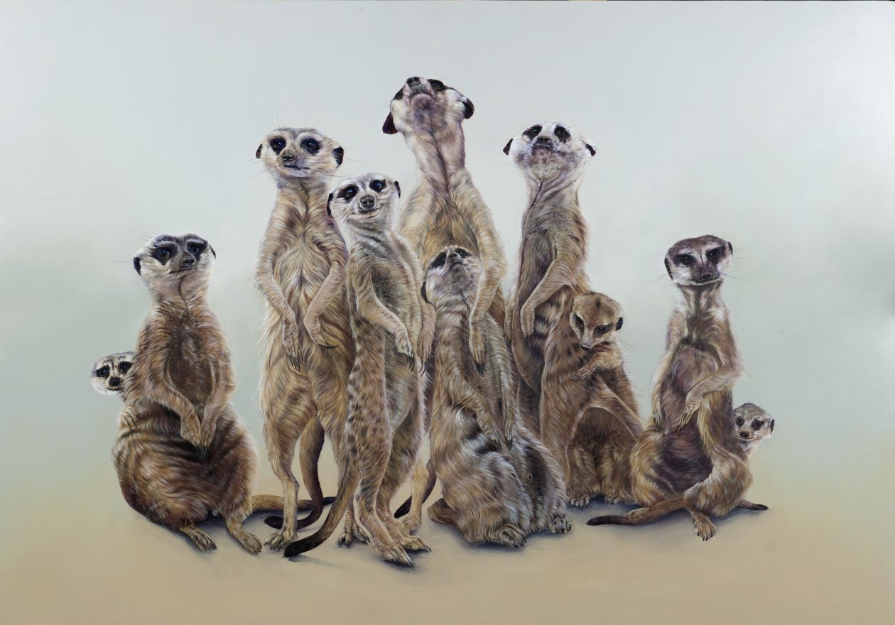 Meerkat Mob, Sun Angels, 2013 by Odile Kidd