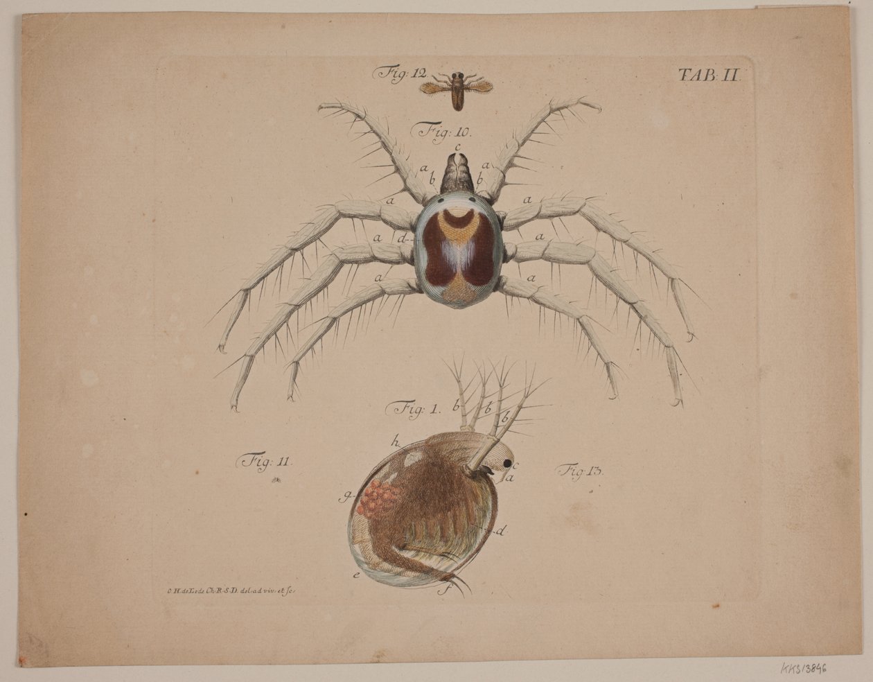Insects. Plate II from Zoological Work by Odvardt Helmoldt de Lode