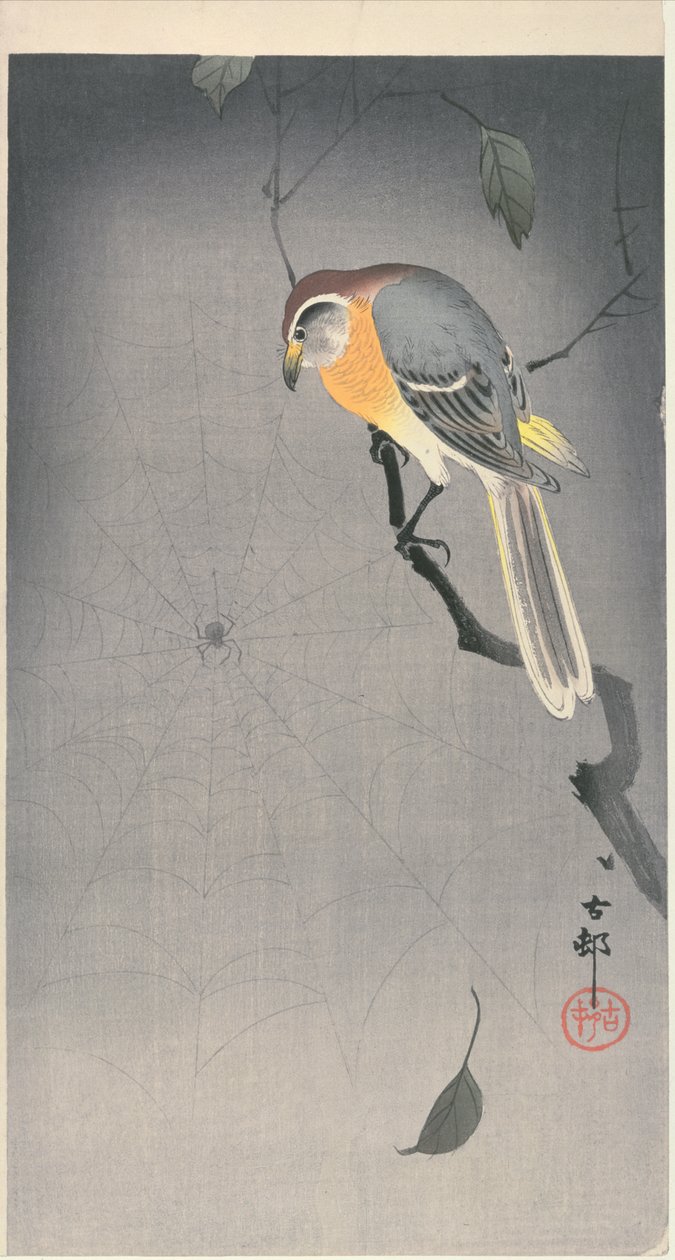Bird on a branch watching a spider, c. early 1900