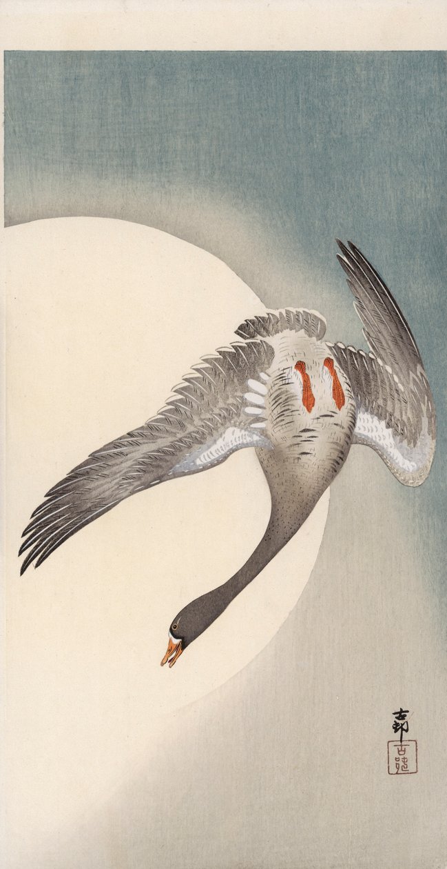 Flying white-fronted goose seen from underneath in front of the moon by Ohara Koson