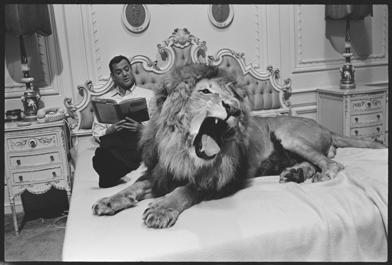 Tony Randall with lion (Zamba), on the set of 