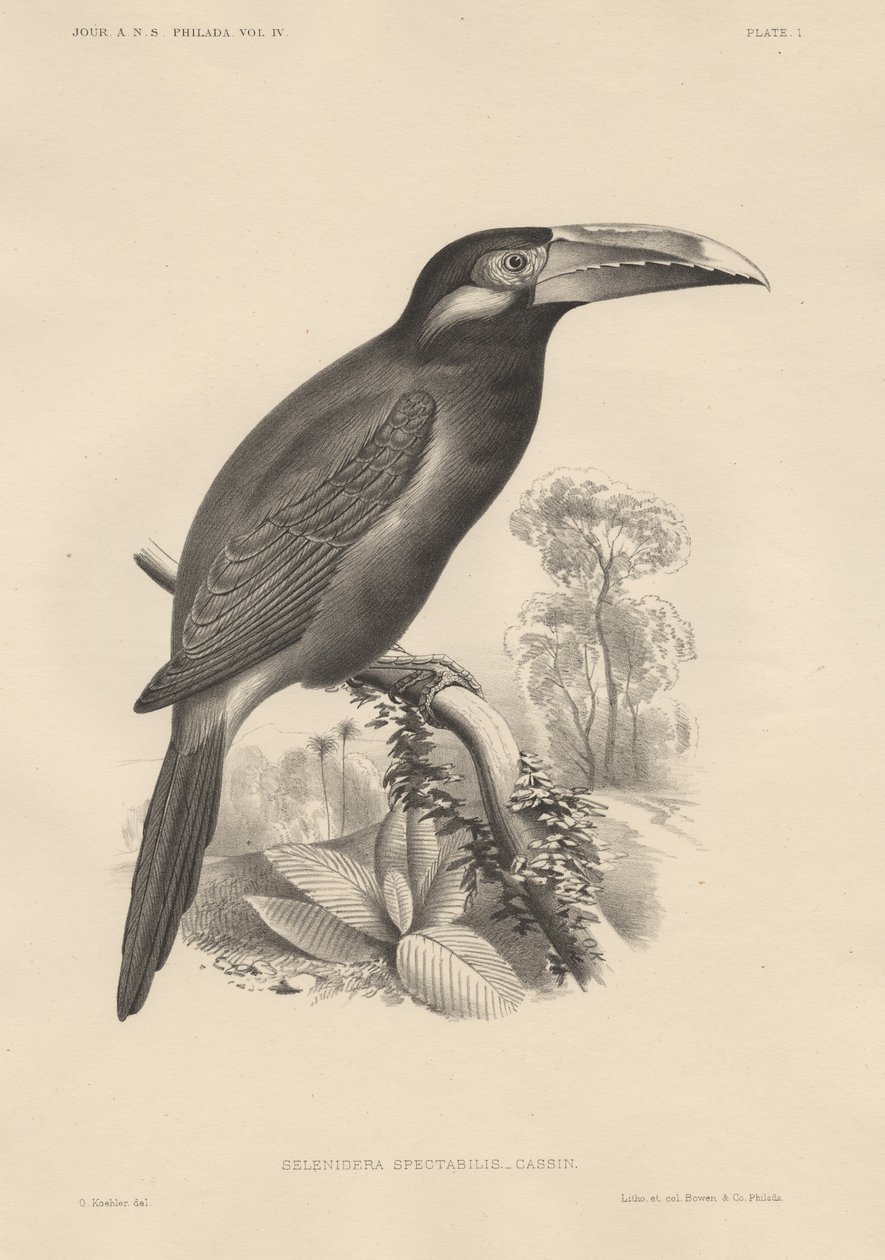 Selenidera Spectabilis, litho by Bowen und Co., 1850 by Otto Koehler
