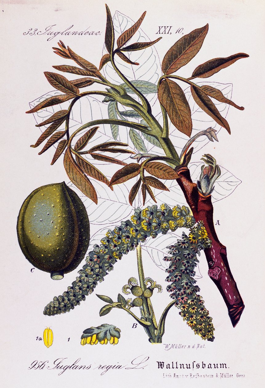 Leaves, fruits and flowers of Persian walnut or English walnut (Juglans regia), artwork by Otto Wilhelm Thome (1840-1925) from Flora von Deutschland, Osterreich und der Schweiz (Flora of Germany, Austria and Switzerland) by Otto Wilhelm Thome