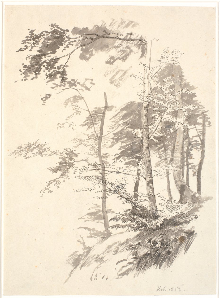 Beech Trees on a Slope by P.C. Skovgaard