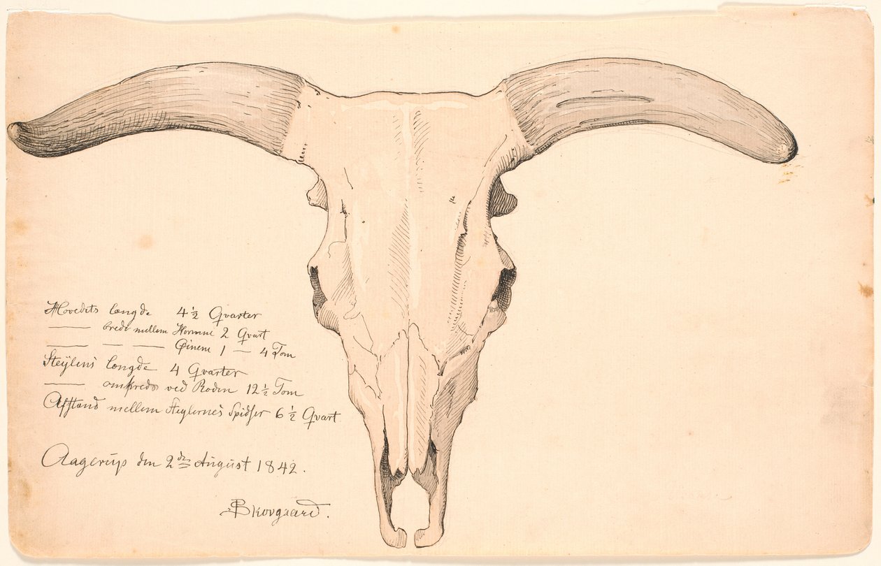 Skull of a cow by P.C. Skovgaard