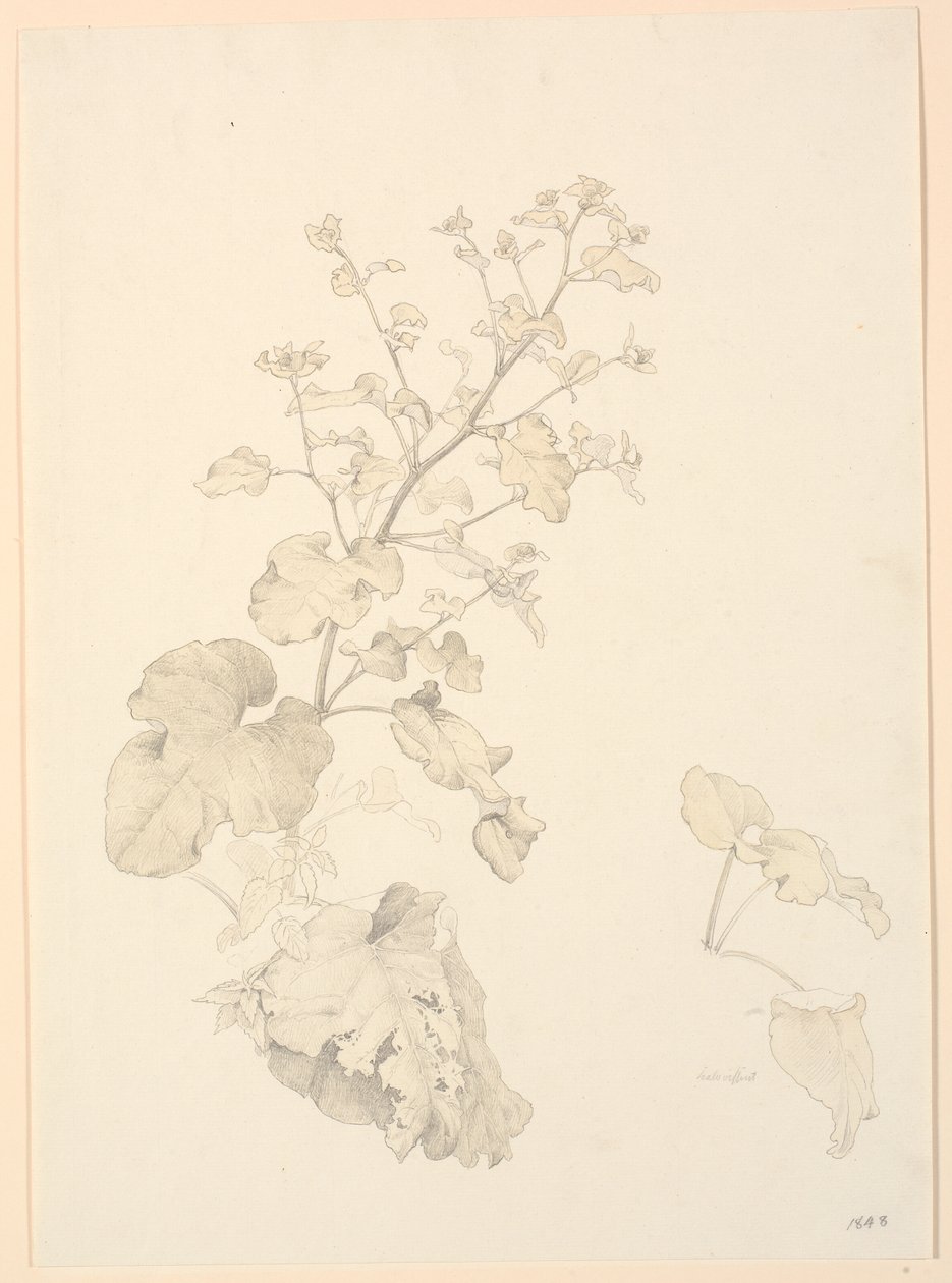 Dock Plants by P.C. Skovgaard