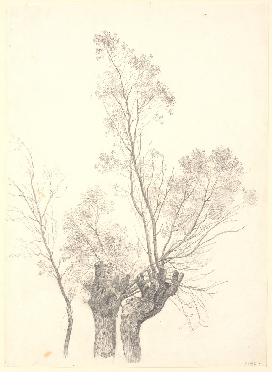 Study of Pollarded Willow Trees by P.C. Skovgaard