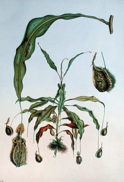 Nepenthes Hookeriana, Botanical Plate from 