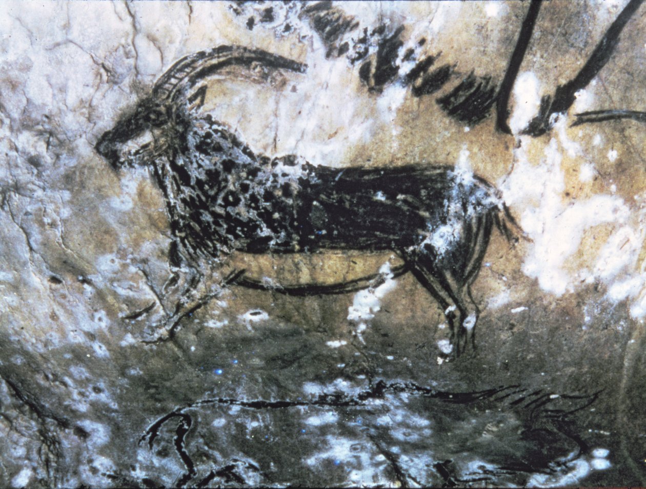Goat or Chamois, Rock Painting in the Black Room, Magdalenian by Paleolithic Paleolithic
