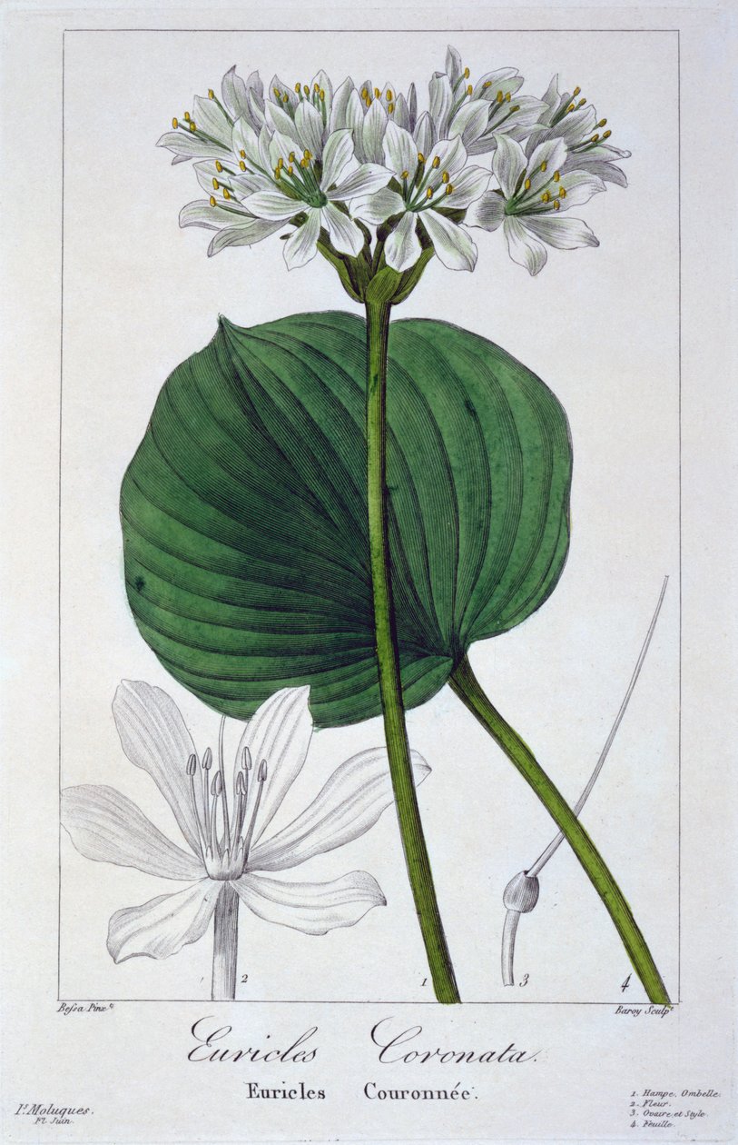 Euricles coronata by Panacre Bessa
