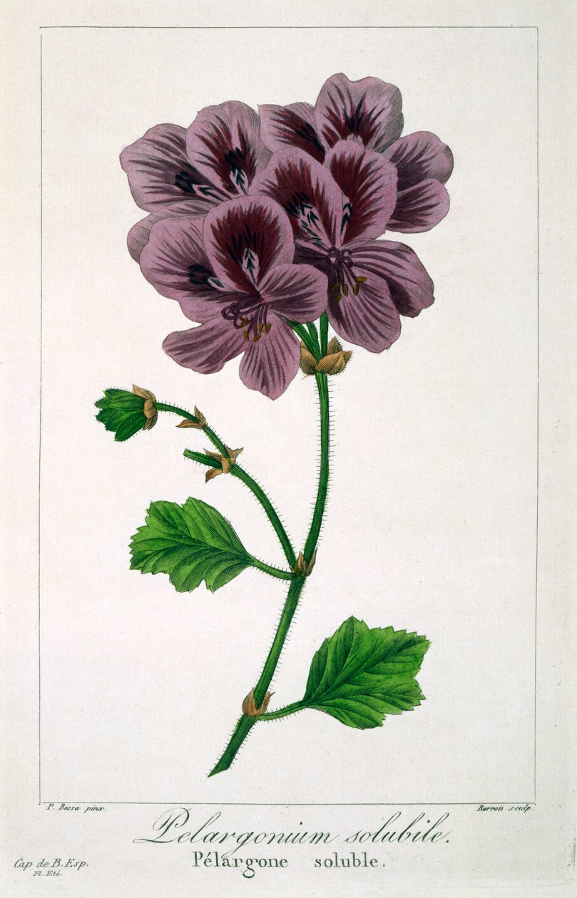 Pelargonium by Panacre Bessa