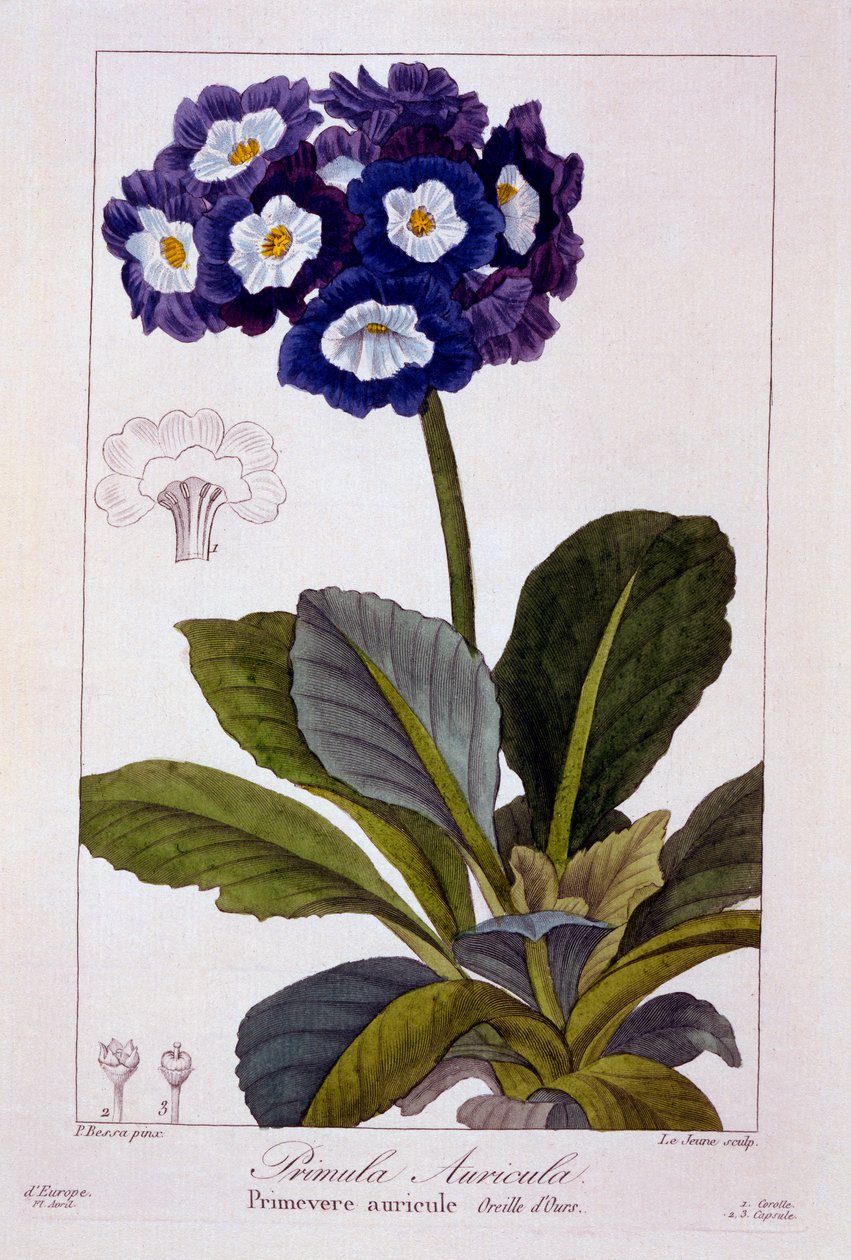 Primula Auricula by Panacre Bessa