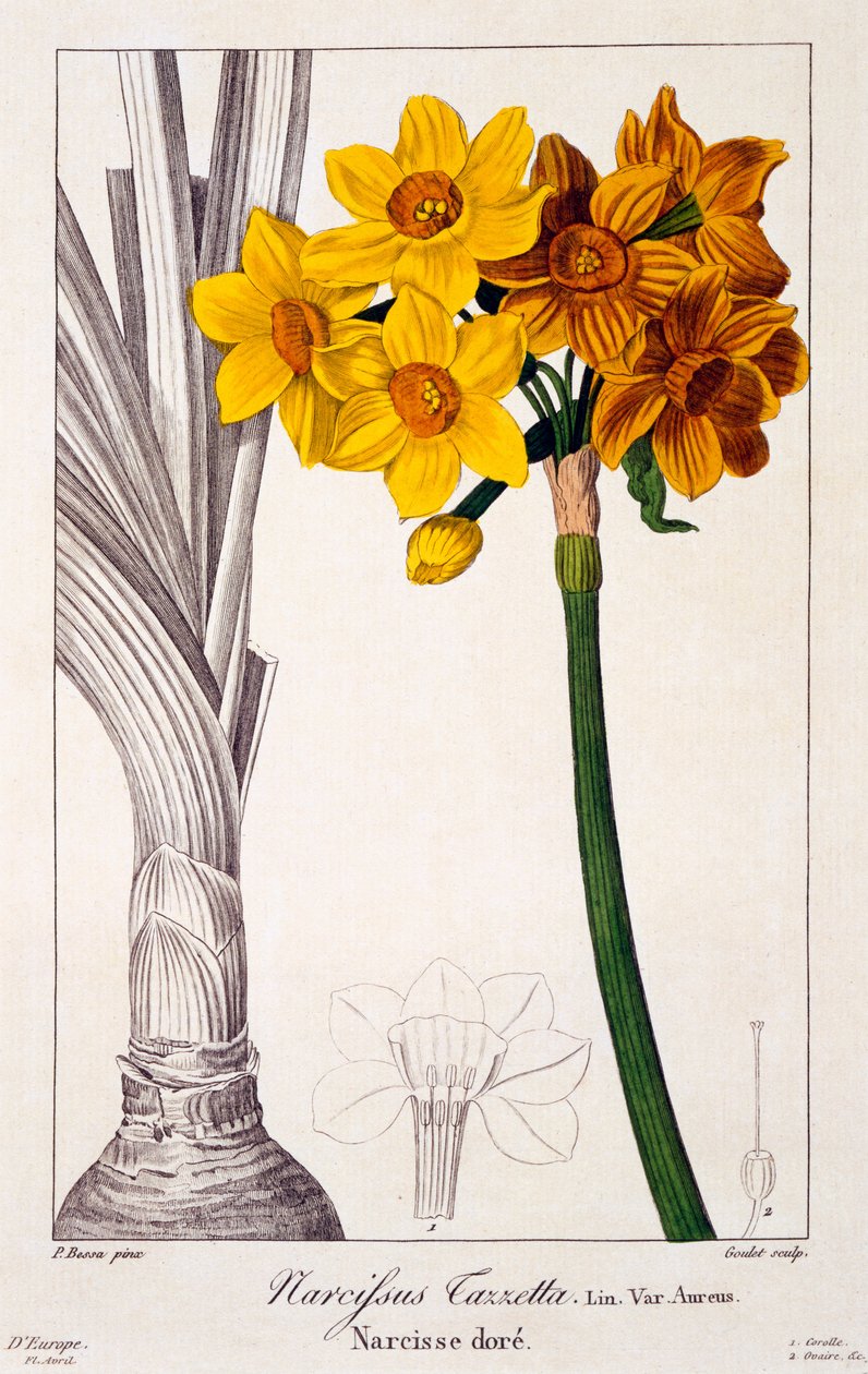 Narcissus tazetta, 1836 (hand-coloured engraving) by Pancrace Bessa