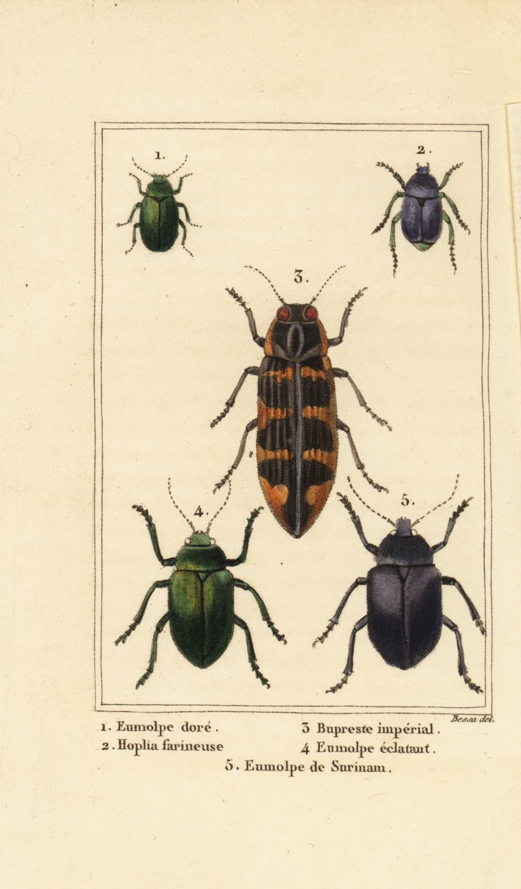 Dogbane beetle, Hoplia argentea, banksia jewel beetle, Eumolpus beetles by Pancrace (after) Bessa