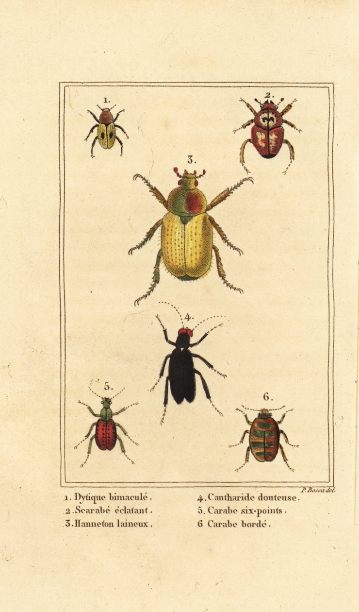 Dytiscus bimaculatus 1, scarab 2, cockchafer, Melolontha melolontha 3, Cantharis beetle 4, Carabus sexpunciatus 5 and Omophron limbatum 6 by Pancrace (after) Bessa