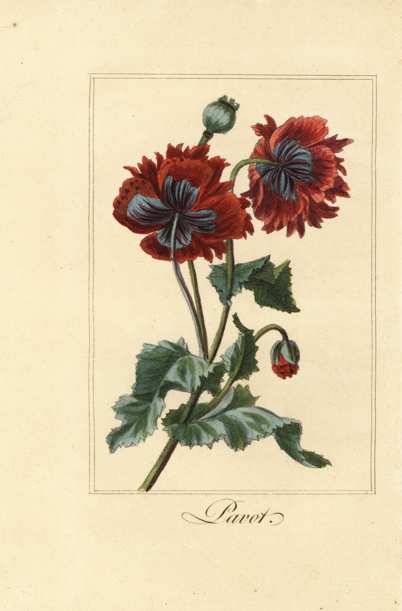 Hybrid variety of poppy, pavot, Papaver rhoeas by Pancrace (after) Bessa