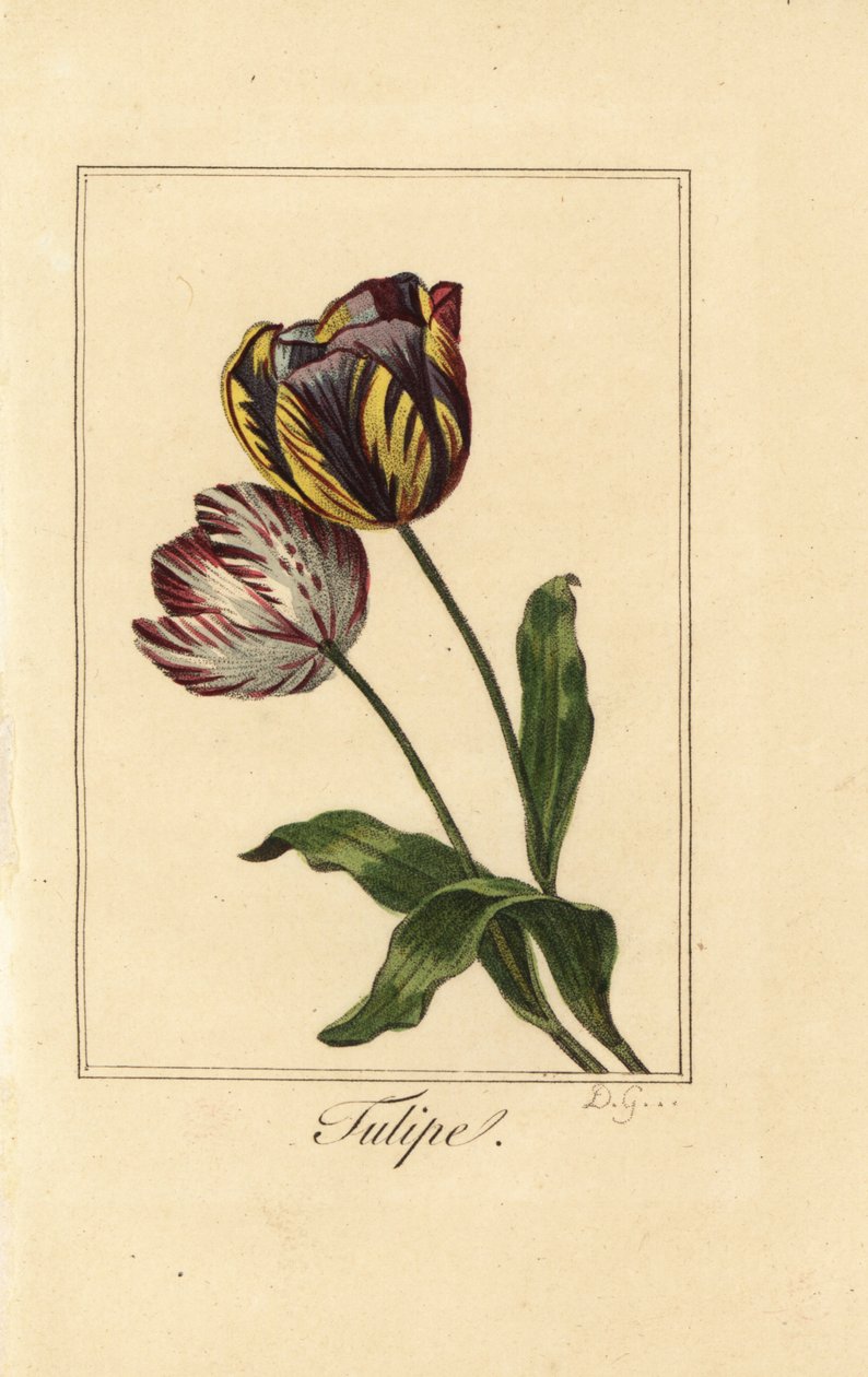 Varieties of tulip, tulipe, Tulipa gesneriana by Pancrace (after) Bessa