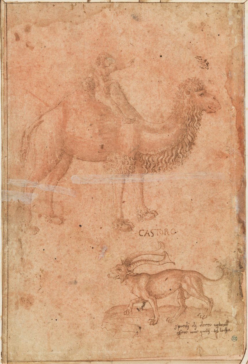 A Camel with a Child Riding. Below a Fabulous Beast (Castoro) by Paolo Uccello