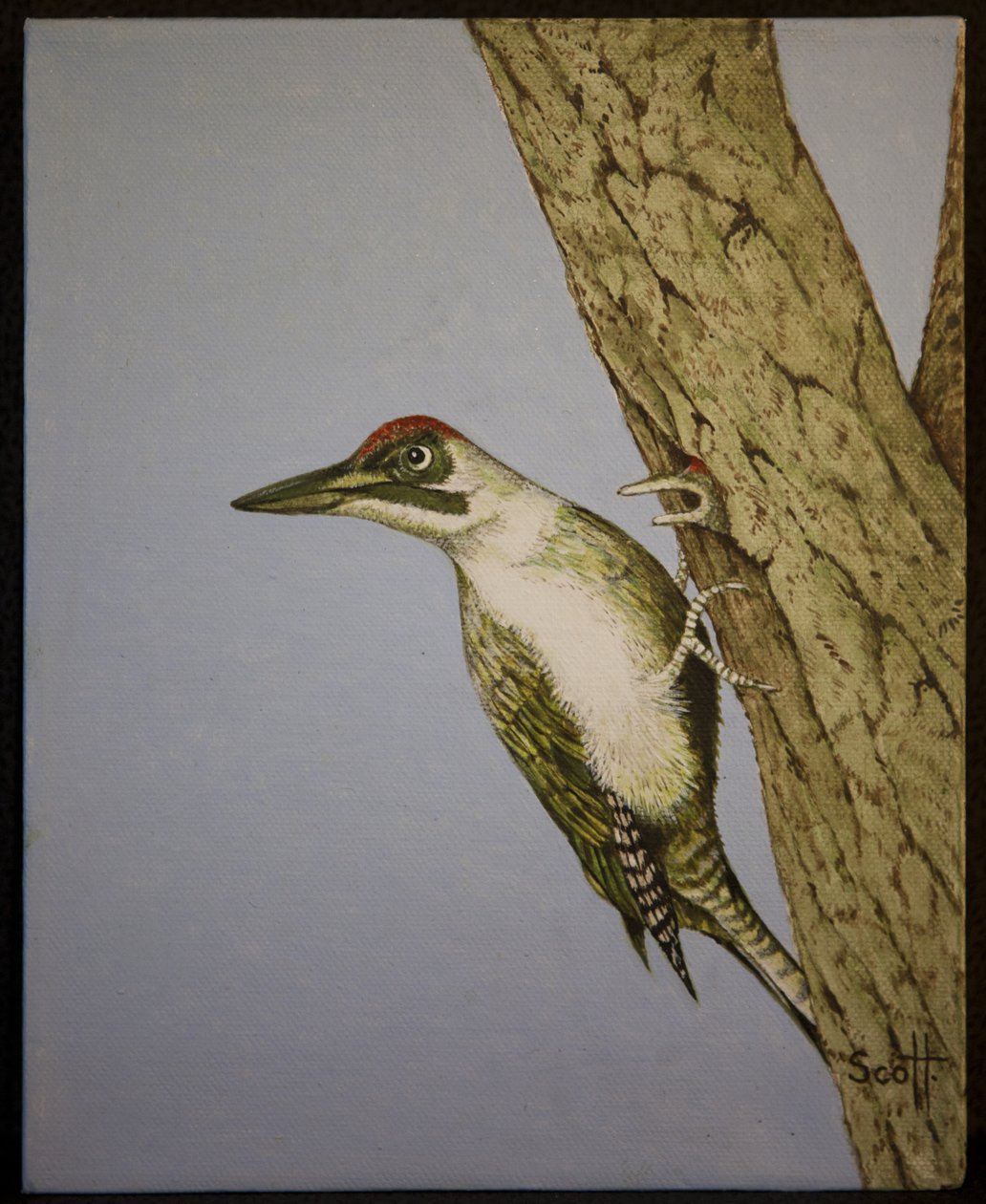 Green Woodpecker, 2016 by Pat Scott