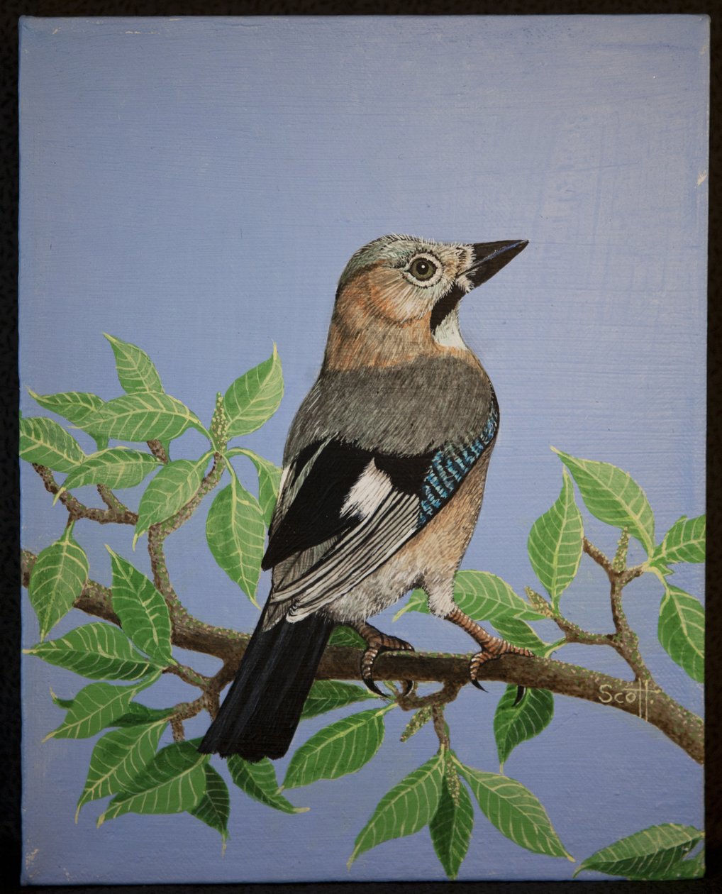 Jay, 2016 by Pat Scott