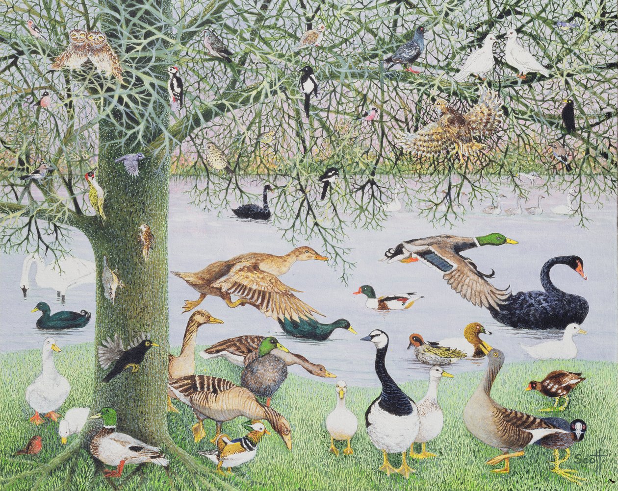The Odd Duck by Pat Scott