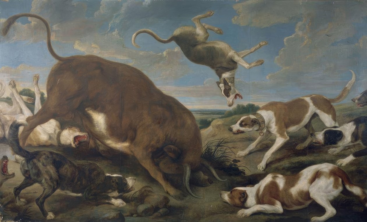 Bull Attacked by Dogs – 17th Century – Baroque Flemish by Paul De Vos