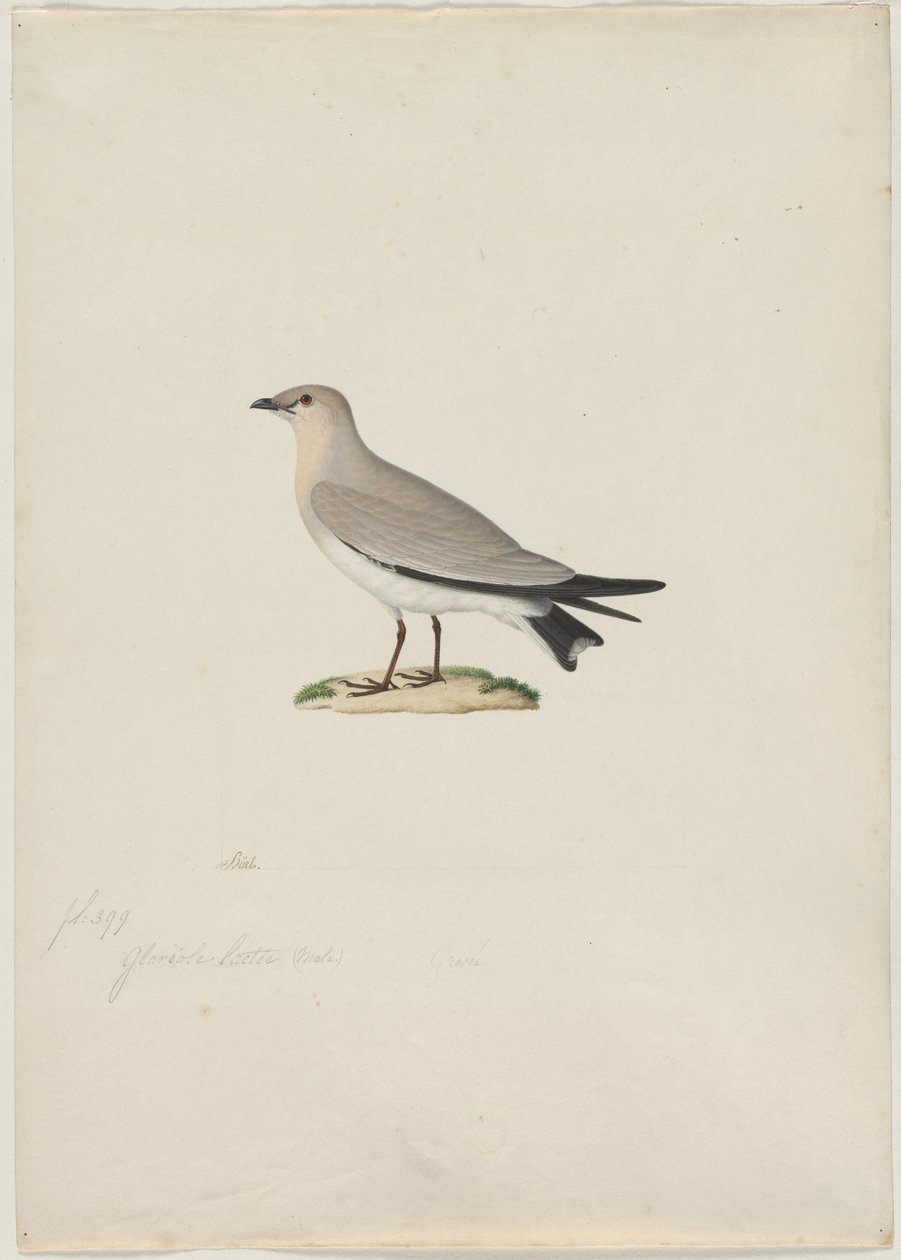 Small Pratincole Glareola lactea, 1800s by Paul Huet