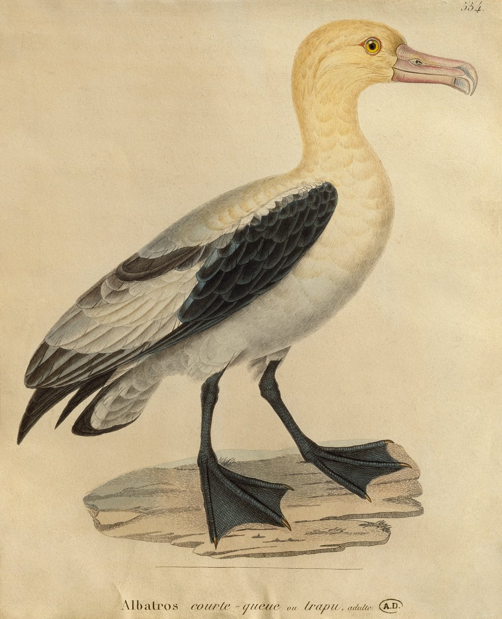 Albatross with a Short Tail by Paul Louis Oudart