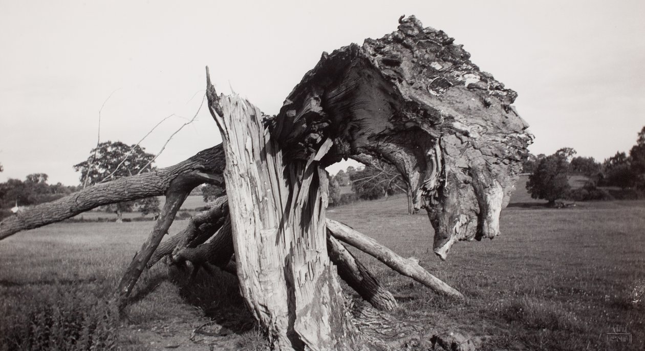 Monster Field, Carswall
