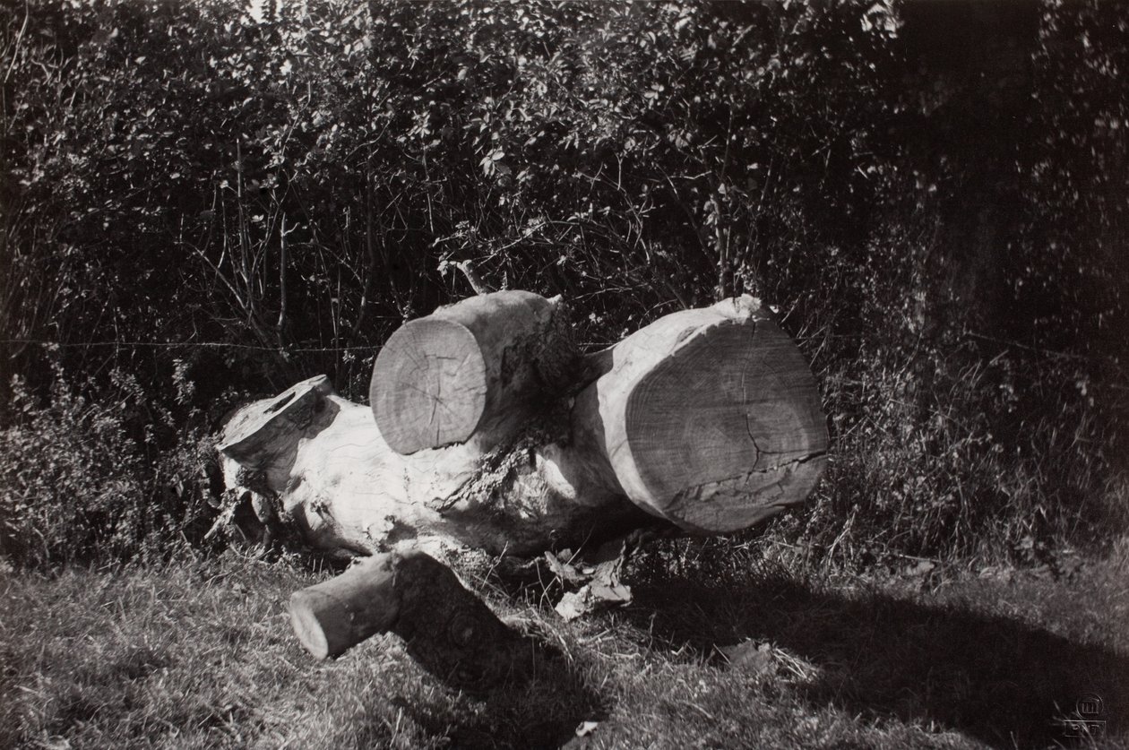 Object Trouve by Paul Nash