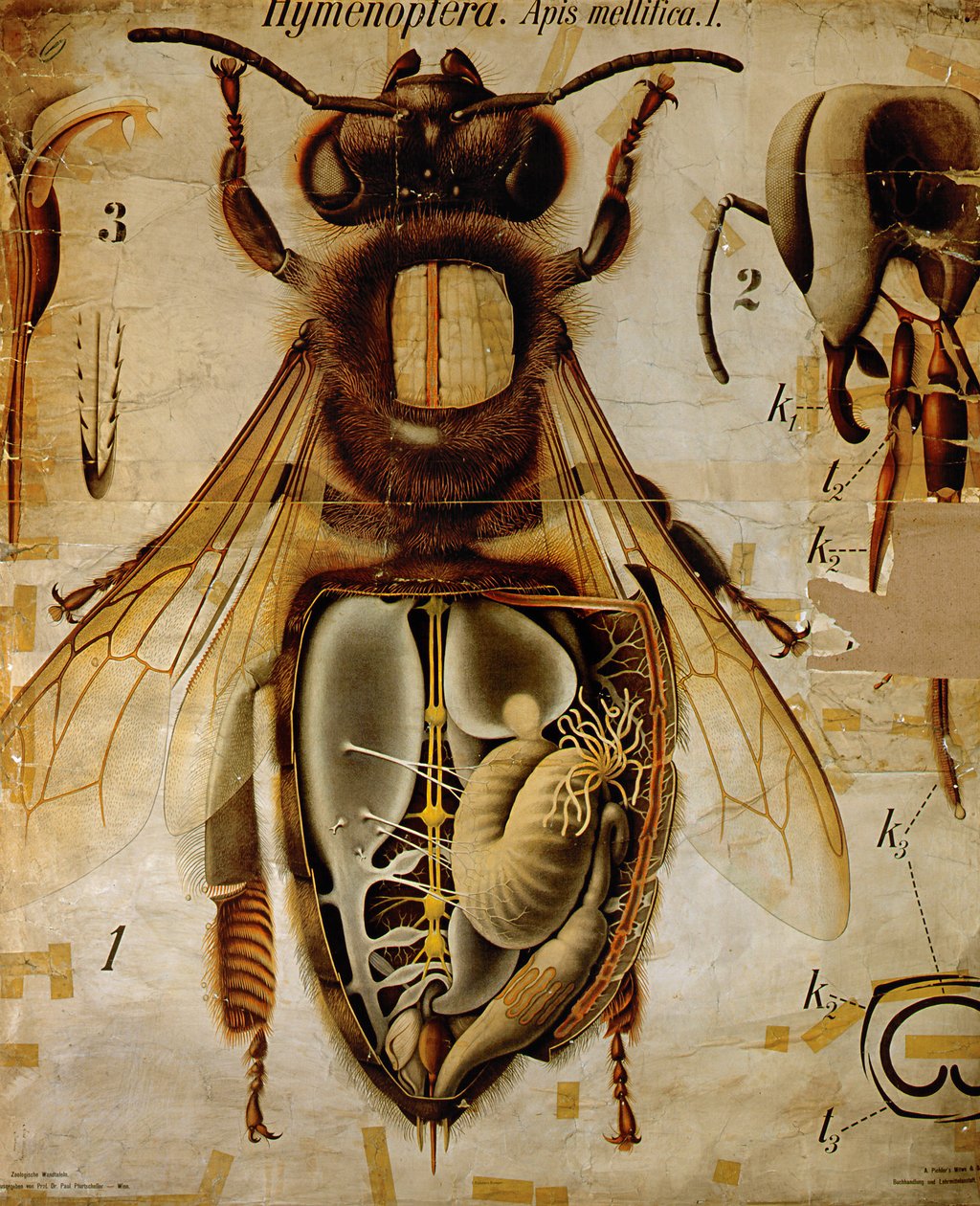 Anatomy of the Honey Bee, No.13, Pfurtscheller