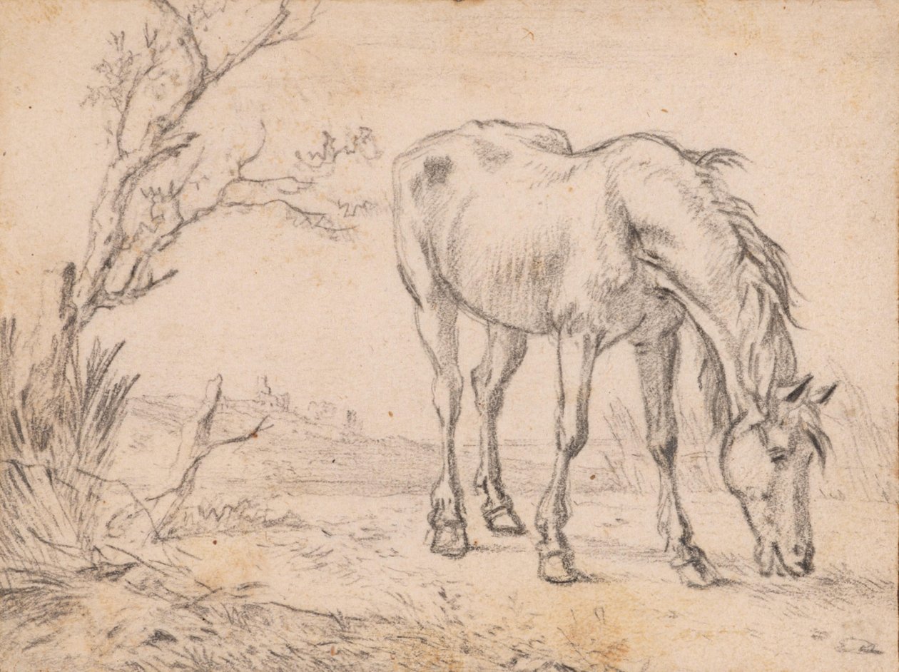 A Grazing Horse by Paulus Potter